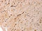 Aquaporin 1 (Colton Blood Group) antibody, CSB-PA990867, Cusabio, Immunohistochemistry paraffin image 