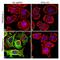 Component Of Inhibitor Of Nuclear Factor Kappa B Kinase Complex antibody, 710676, Invitrogen Antibodies, Immunofluorescence image 
