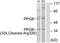 Cathepsin A antibody, LS-C121085, Lifespan Biosciences, Western Blot image 