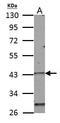 Homeobox C10 antibody, PA5-31078, Invitrogen Antibodies, Western Blot image 