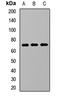 Kringle Containing Transmembrane Protein 1 antibody, orb411790, Biorbyt, Western Blot image 