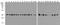 GAPDH antibody, A00227-HRP, Boster Biological Technology, Western Blot image 