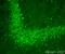 Insulin Degrading Enzyme antibody, ab32216, Abcam, Immunohistochemistry frozen image 