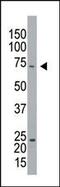 Cell Cycle Associated Protein 1 antibody, PA5-12179, Invitrogen Antibodies, Western Blot image 