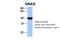 GNAS antibody, 29-791, ProSci, Western Blot image 