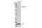 Phosphoinositide-3-Kinase Regulatory Subunit 1 antibody, 13666S, Cell Signaling Technology, Western Blot image 
