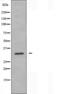 40S ribosomal protein S4, X isoform antibody, orb226085, Biorbyt, Western Blot image 