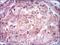 Enolase 2 antibody, MA5-17072, Invitrogen Antibodies, Immunohistochemistry paraffin image 