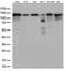 Tripartite Motif Containing 28 antibody, LS-C796555, Lifespan Biosciences, Western Blot image 