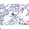 C-C Motif Chemokine Ligand 24 antibody, LS-C813846, Lifespan Biosciences, Immunohistochemistry paraffin image 