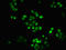 Histone Cluster 1 H1 Family Member C antibody, LS-C676869, Lifespan Biosciences, Immunofluorescence image 