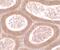 Motile Sperm Domain Containing 1 antibody, PA5-34529, Invitrogen Antibodies, Immunohistochemistry frozen image 