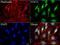 Fibroblast Growth Factor 21 antibody, LS-C799954, Lifespan Biosciences, Immunofluorescence image 