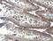 Cathepsin D antibody, AF1029, R&D Systems, Immunohistochemistry paraffin image 