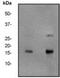H2A Histone Family Member X antibody, ab81299, Abcam, Western Blot image 