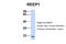 Receptor expression-enhancing protein 1 antibody, NBP1-69643, Novus Biologicals, Western Blot image 