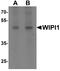 WD Repeat Domain, Phosphoinositide Interacting 1 antibody, A06206, Boster Biological Technology, Western Blot image 