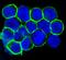 C-X-C Motif Chemokine Receptor 4 antibody, M00031, Boster Biological Technology, Immunofluorescence image 