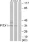 Paired Like Homeodomain 1 antibody, abx013554, Abbexa, Western Blot image 