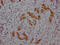 Midkine antibody, CSB-RA276759A0HU, Cusabio, Immunohistochemistry frozen image 