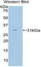 Protein Kinase C Zeta antibody, LS-C296117, Lifespan Biosciences, Western Blot image 
