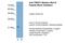 Twist Family BHLH Transcription Factor 1 antibody, NB120-49254, Novus Biologicals, Western Blot image 