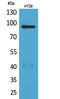 Neuregulin 2 antibody, STJ96580, St John