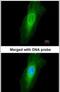 NIMA Related Kinase 7 antibody, PA5-21915, Invitrogen Antibodies, Immunofluorescence image 