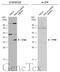 General Transcription Factor IIB antibody, GTX107327, GeneTex, Western Blot image 