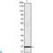 Mast cell protease 1 antibody, LS-C812692, Lifespan Biosciences, Western Blot image 