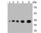 Aldolase, Fructose-Bisphosphate A antibody, A05022-2, Boster Biological Technology, Western Blot image 