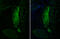 Vasoactive Intestinal Peptide antibody, GTX129461, GeneTex, Immunohistochemistry frozen image 