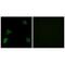 Glutamate Ionotropic Receptor Delta Type Subunit 2 antibody, A05305, Boster Biological Technology, Immunofluorescence image 