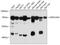Hepatic And Glial Cell Adhesion Molecule antibody, 14-057, ProSci, Western Blot image 