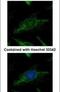 Suv3 Like RNA Helicase antibody, PA5-32082, Invitrogen Antibodies, Immunofluorescence image 