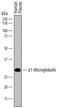 Alpha-1-Microglobulin/Bikunin Precursor antibody, AF7724, R&D Systems, Western Blot image 