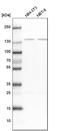 Serine/threonine-protein phosphatase 2A regulatory subunit B subunit alpha antibody, HPA035829, Atlas Antibodies, Western Blot image 