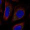 Phospholipid Phosphatase 7 (Inactive) antibody, NBP2-56028, Novus Biologicals, Immunofluorescence image 