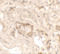 KN motif and ankyrin repeat domain-containing protein 1 antibody, 7307, ProSci, Immunohistochemistry frozen image 