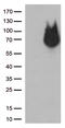 REST Corepressor 1 antibody, CF813008, Origene, Western Blot image 