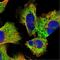 Exosome Component 4 antibody, NBP1-82170, Novus Biologicals, Immunocytochemistry image 