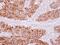 Phosphatidylinositol Transfer Protein Beta antibody, NBP2-19841, Novus Biologicals, Immunohistochemistry paraffin image 