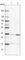 Phosphatidylinositol Transfer Protein Beta antibody, HPA000528, Atlas Antibodies, Western Blot image 