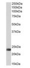 Biliverdin Reductase B antibody, orb178387, Biorbyt, Western Blot image 