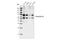 Transcription Factor 7 Like 2 antibody, 2569S, Cell Signaling Technology, Western Blot image 