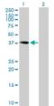 Pre-MRNA Processing Factor 18 antibody, H00008559-B01P, Novus Biologicals, Western Blot image 