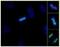 ZW10 Interacting Kinetochore Protein antibody, NB100-2364, Novus Biologicals, Immunofluorescence image 