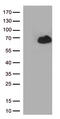 RUNX Family Transcription Factor 2 antibody, TA813668, Origene, Western Blot image 