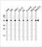 RAD21 Cohesin Complex Component antibody, PA5-72328, Invitrogen Antibodies, Western Blot image 