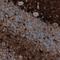 S100 Calcium Binding Protein B antibody, NBP2-46626, Novus Biologicals, Immunohistochemistry frozen image 